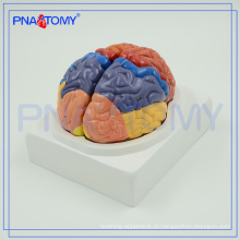 Modelo anatômico do cérebro PNT-0612 médico, modelos plásticos do cérebro